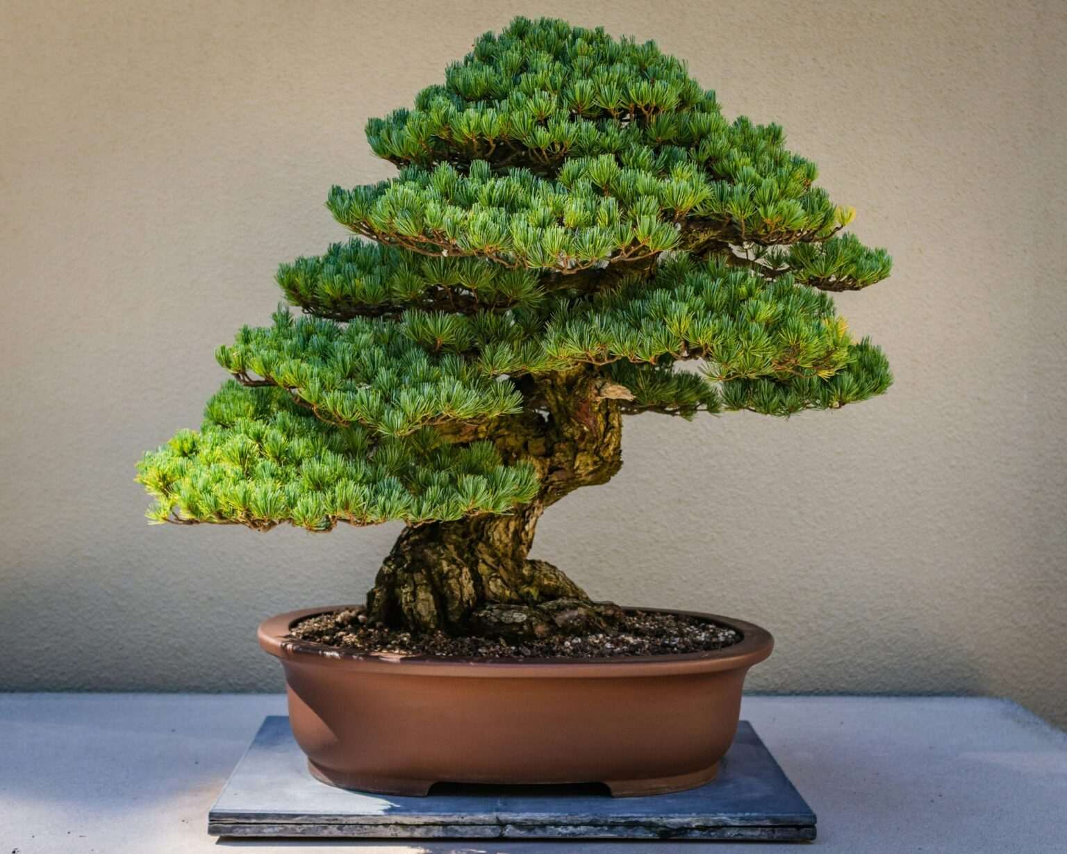 Types of Bonsai Trees, Rule of 3 Black Pine Bonsai Care Guide home