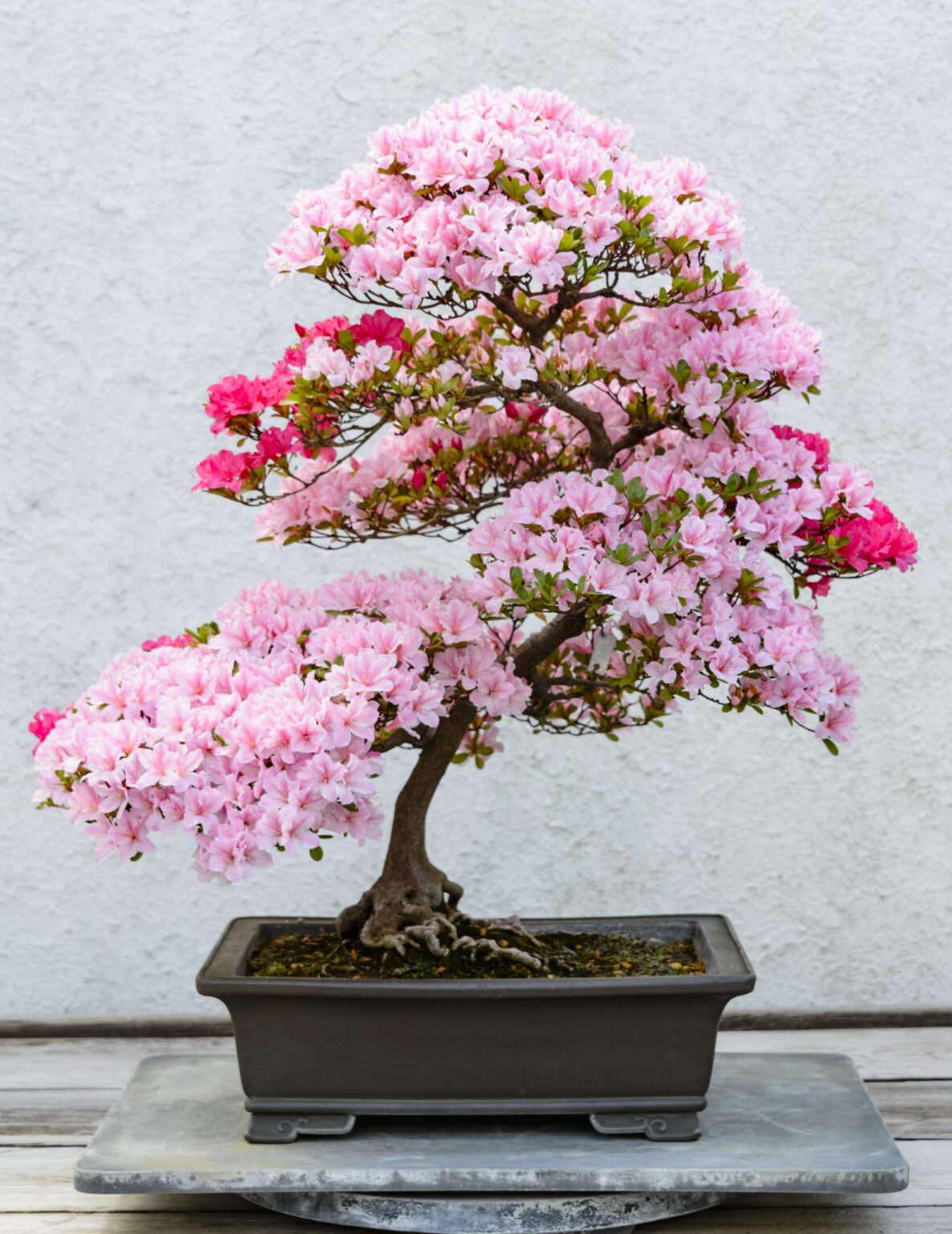 Types of Bonsai Trees, Best Bonsai Guide home