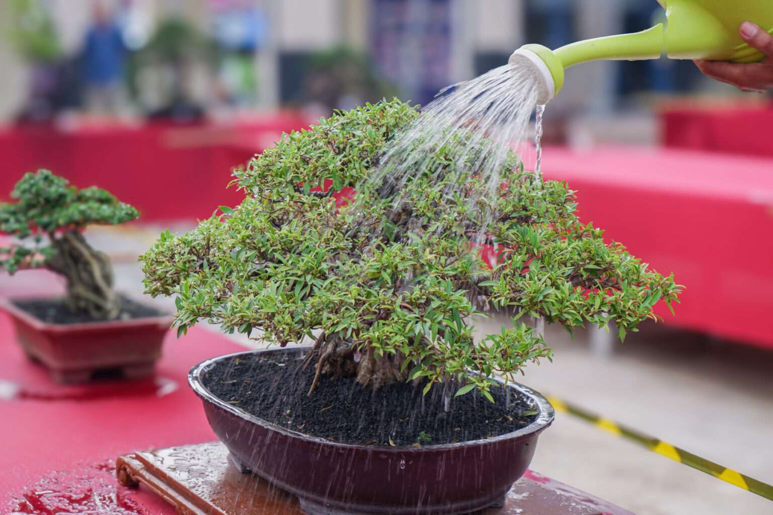 Mistakes beginners, hub, Why is my bonsai dying and how to save it? ultimate care guide, bonsai tree care, bonsai for beginners, how to grow a bonsai tree, bonsai tree guide, beginner bonsai trees, how to start bonsai