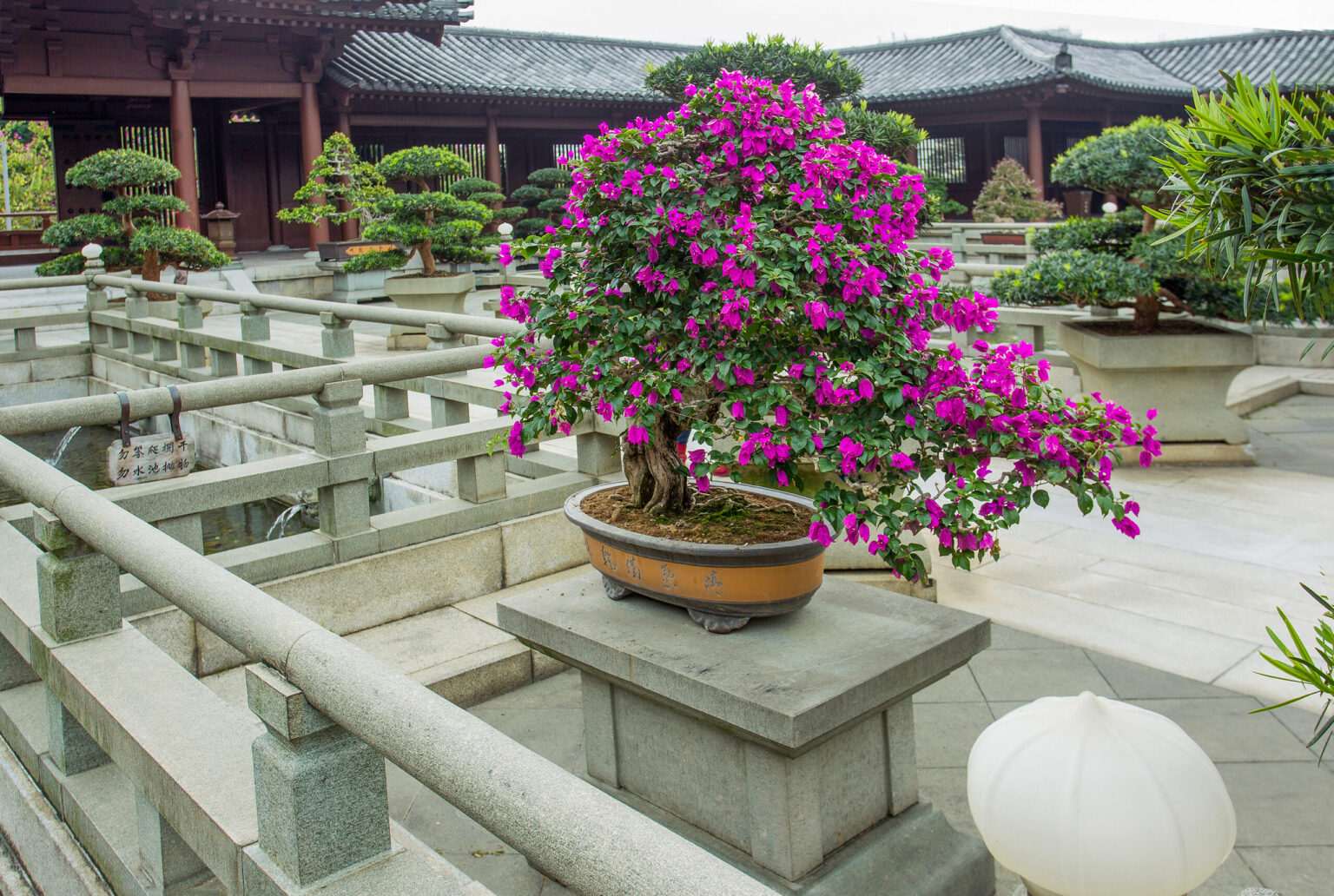 Types of Bonsai Trees, Bougainvillea Bonsai Care Guide