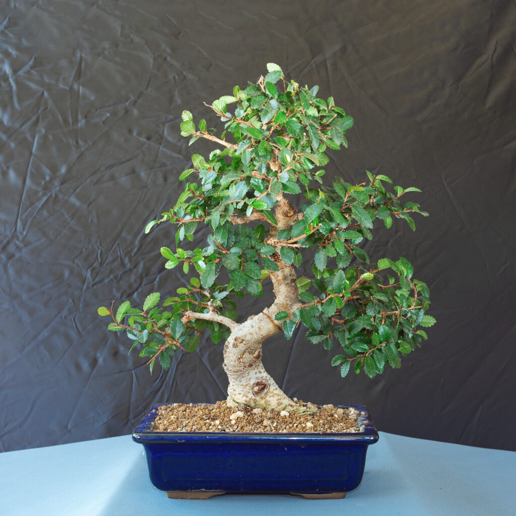 Australian Bonsai Trees