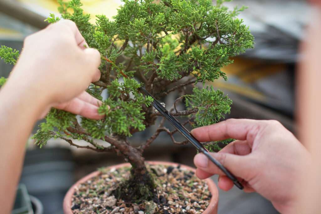 How do you take care of a bonsai tree for beginners, Bonsai tree care for beginners, Australian Bonsai Trees, Best bonsai Care Guides Home tree care
