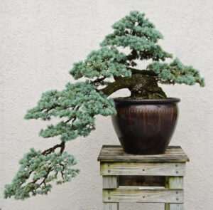 Bonsai Guidelines
