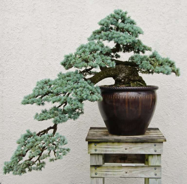 Bonsai Guidelines
