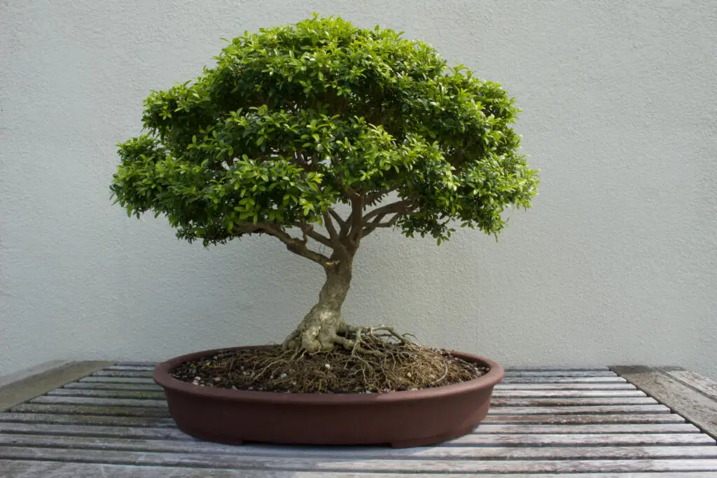 Boxwood Bonsai Care Guide home Australian Bonsai Trees