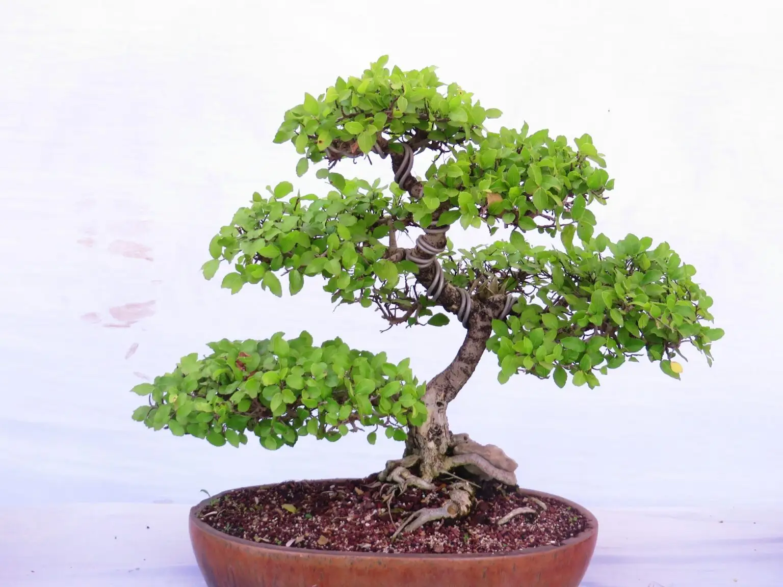 Rule of 3 Best bonsai Care Guides Home, indoor bonsai trees