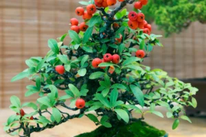 Best Bonsai Care Guide home cotoneaster