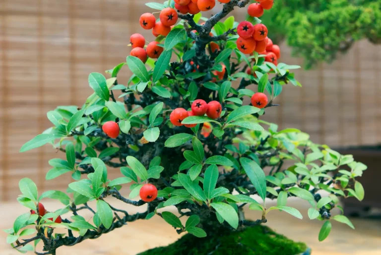 Best Bonsai Care Guide home cotoneaster