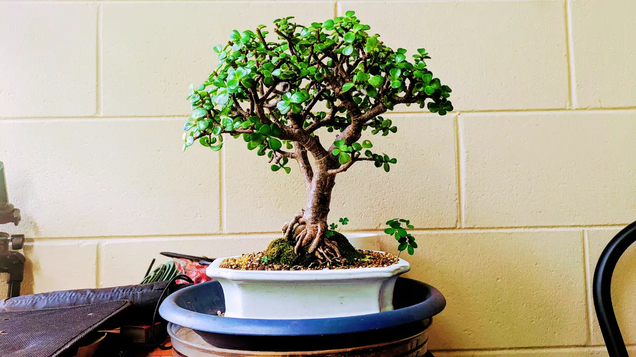 Jade Bonsai care Guide home, indoor bonsai trees