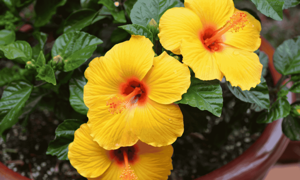 Hibiscus bonsai care,