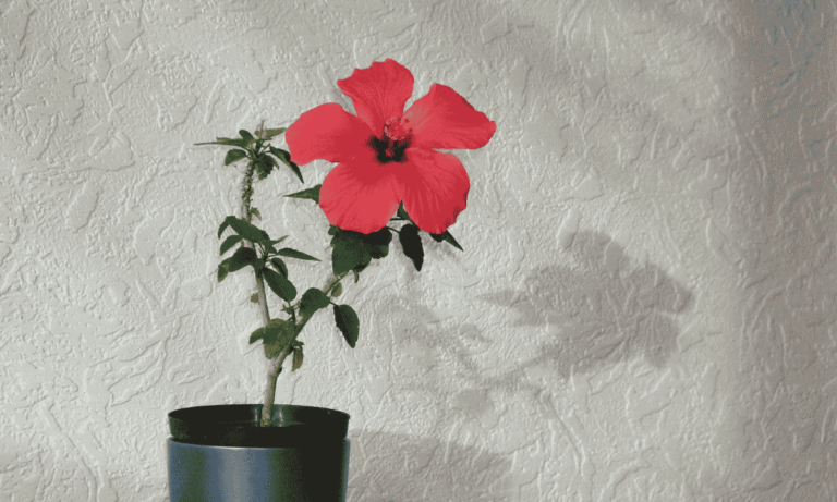 Hibiscus bonsai care,