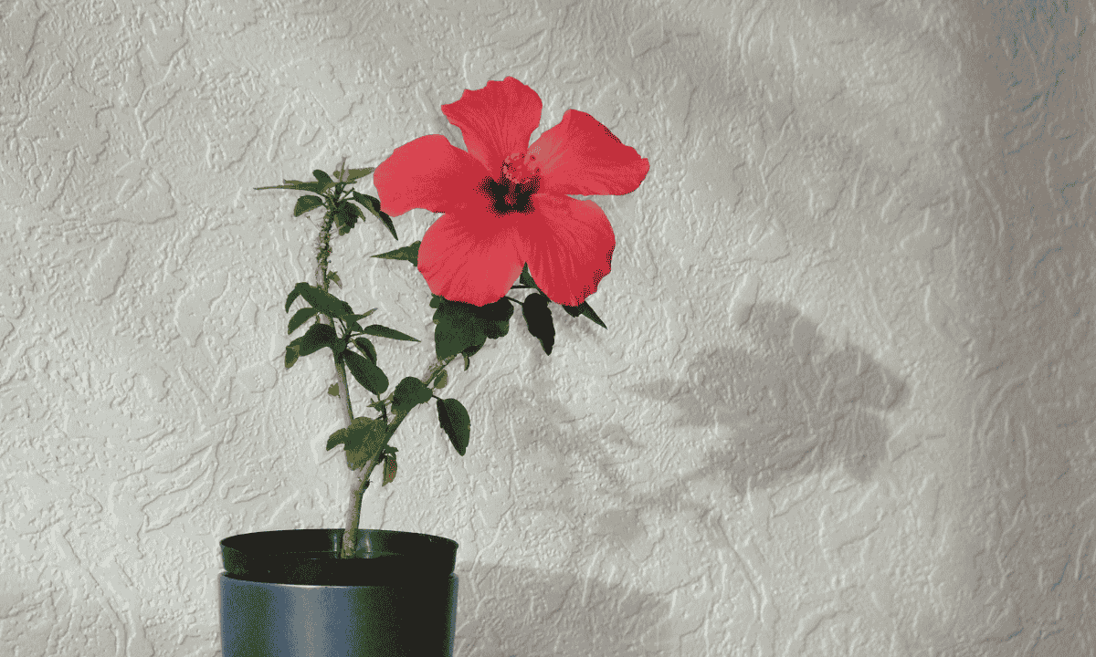 Hibiscus bonsai care,