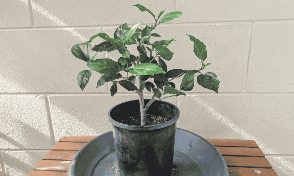 Bonsai Hibiscus from cutting, bonsai hibiscus