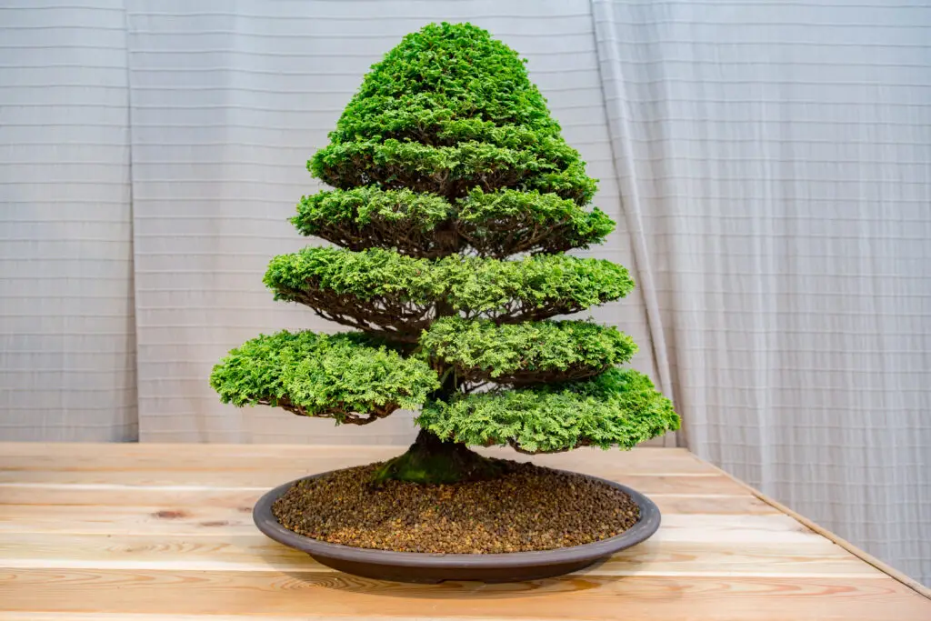 Hinoki Cypress Bonsai Care Guide best bonsai guide