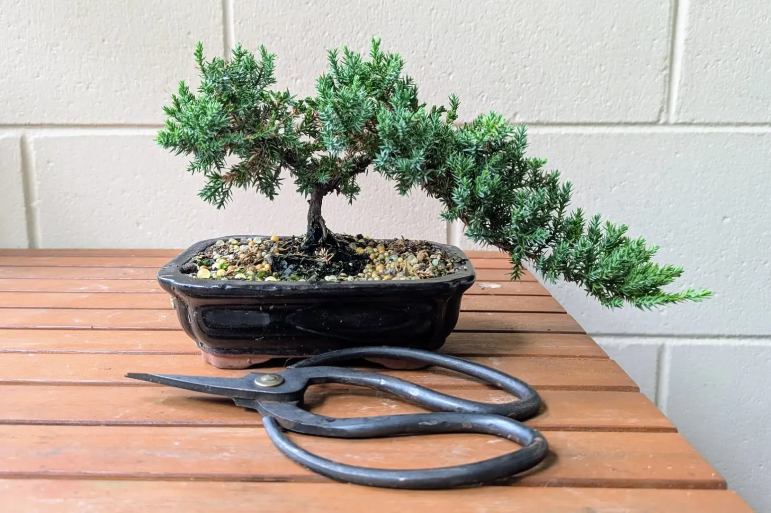 Bonsai Tree Care best bonsai guide Juniper Bonsai Care Guide, ultimate, Best bonsai Care Guides Home beginners, bonsai tree care, bonsai for beginners, how to grow a bonsai tree, bonsai tree guide, beginner bonsai trees, how to start bonsai