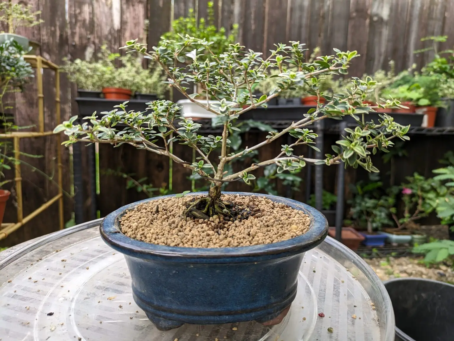 Serissa Bonsai Care Guide best bonsai YouTube Best bonsai Care Guides Home Australian Bonsai Trees indoor