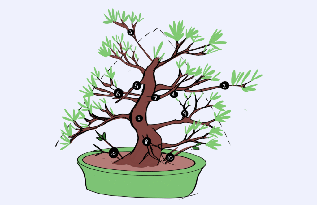 How to prune a bonsai
