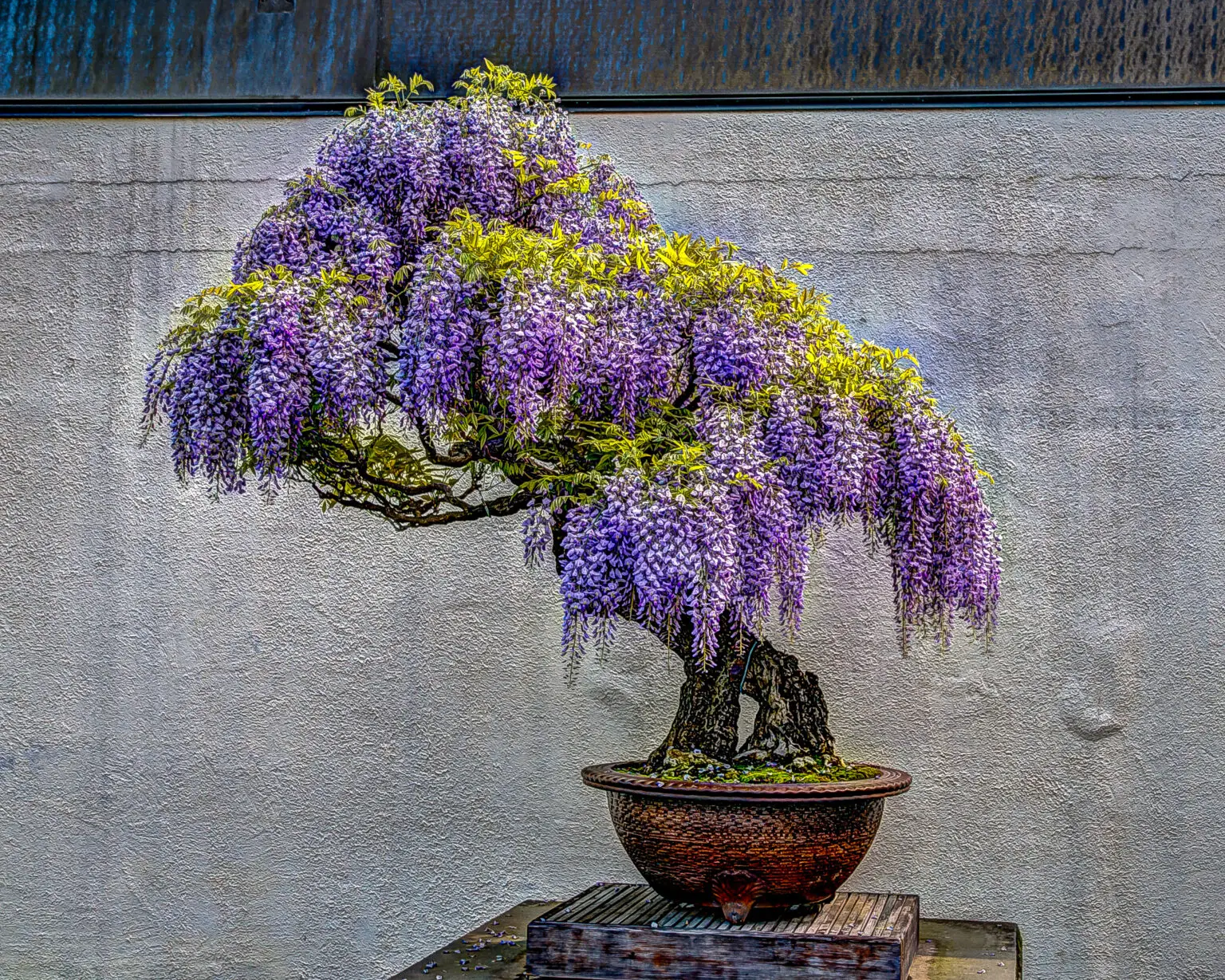 Types of Bonsai Trees, wisteria bonsai care guide best bonsai guide home