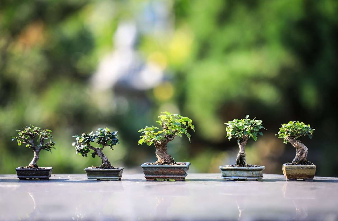 bonsai, trees, plants, ornamental trees, gardening, wood, nature, japan, zen, garden, foliage, bonsai, bonsai, bonsai, bonsai, gardening, gardening, japan, japan, japan, japan, zen, zen, zen, zen, zen, garden, garden, bonsai tree care, bonsai for beginners, how to grow a bonsai tree, bonsai tree guide, beginner bonsai trees, how to start bonsai