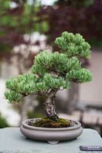 Bonsai online, plant, leaves, nature, bokeh, stem, pot, outdoor, bonsai, concrete, white, pine, label, soil, small, bonsai, Best bonsai Care Guides Home