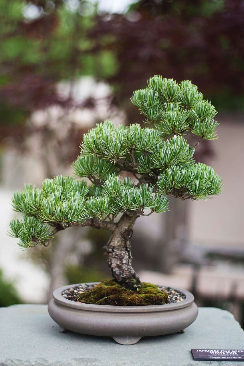 Bonsai online, plant, leaves, nature, bokeh, stem, pot, outdoor, bonsai, concrete, white, pine, label, soil, small, bonsai, Best bonsai Care Guides Home