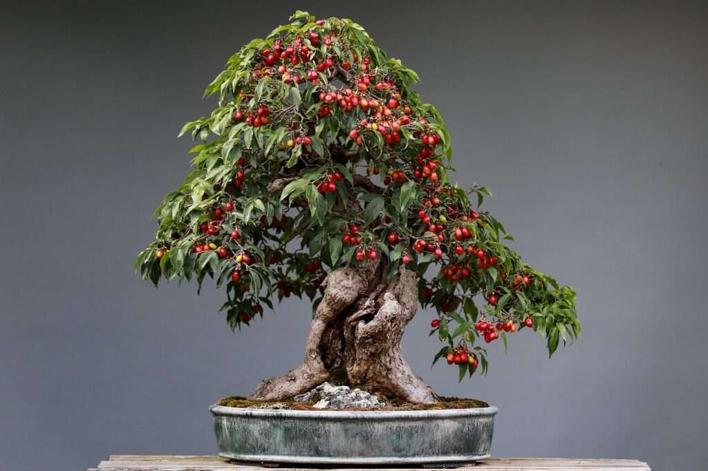 best bonsai trees for beginners, species home tree trees for