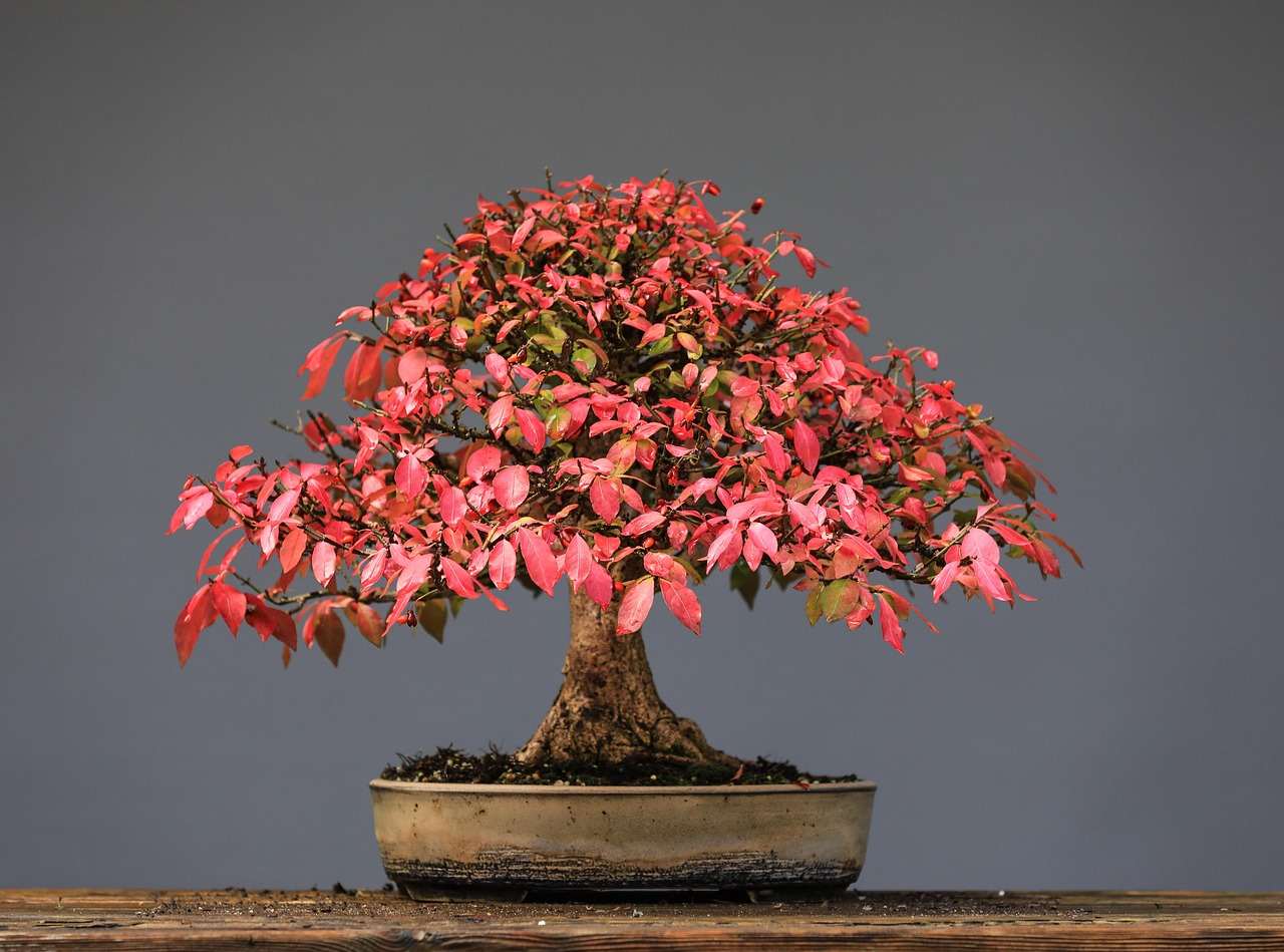 beginner guides autumn colouring, japan, plant, nature, garden, bonsai, best, bonsai guide, bonsai tree care, bonsai for beginners, how to grow a bonsai tree, bonsai tree guide, beginner bonsai trees, how to start bonsai