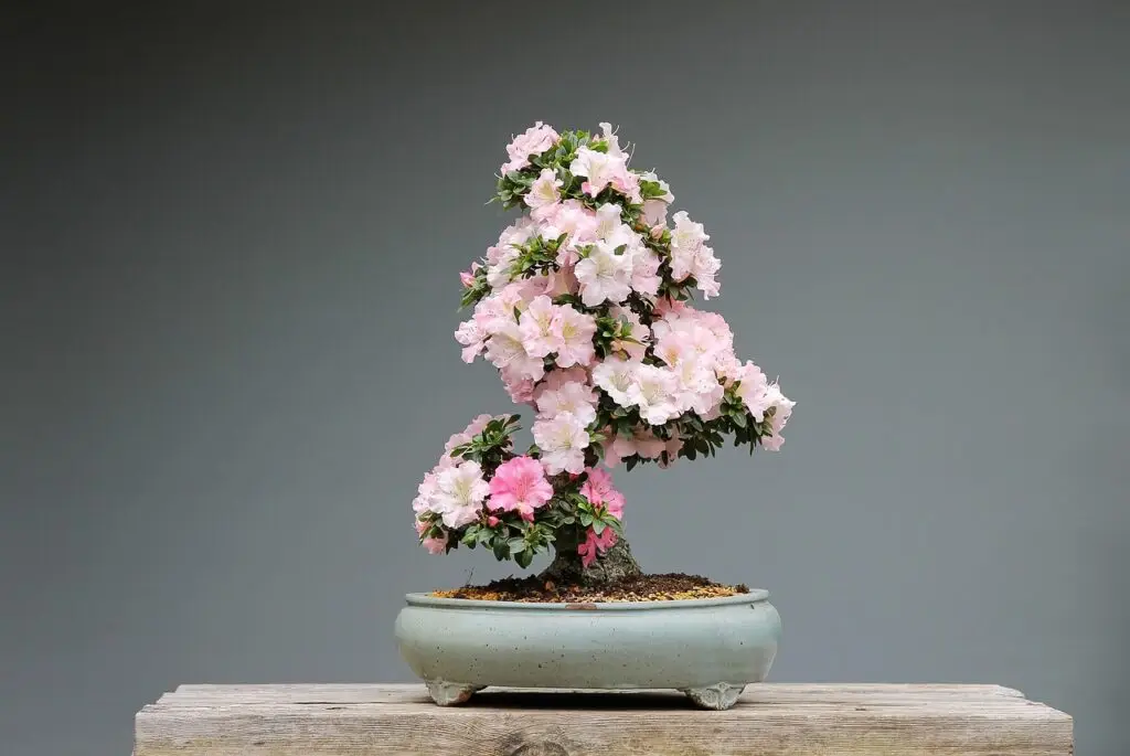 How do you take care of a bonsai tree for beginners, bonsai, azaleas, rhododendron, snowy beauty, pink flower, Best bonsai Care Guides Home wood, nature, plant, art, japanese culture, culture, horticulture, tradition, japanese garden, bonsai, bonsai, bonsai, bonsai, bonsai