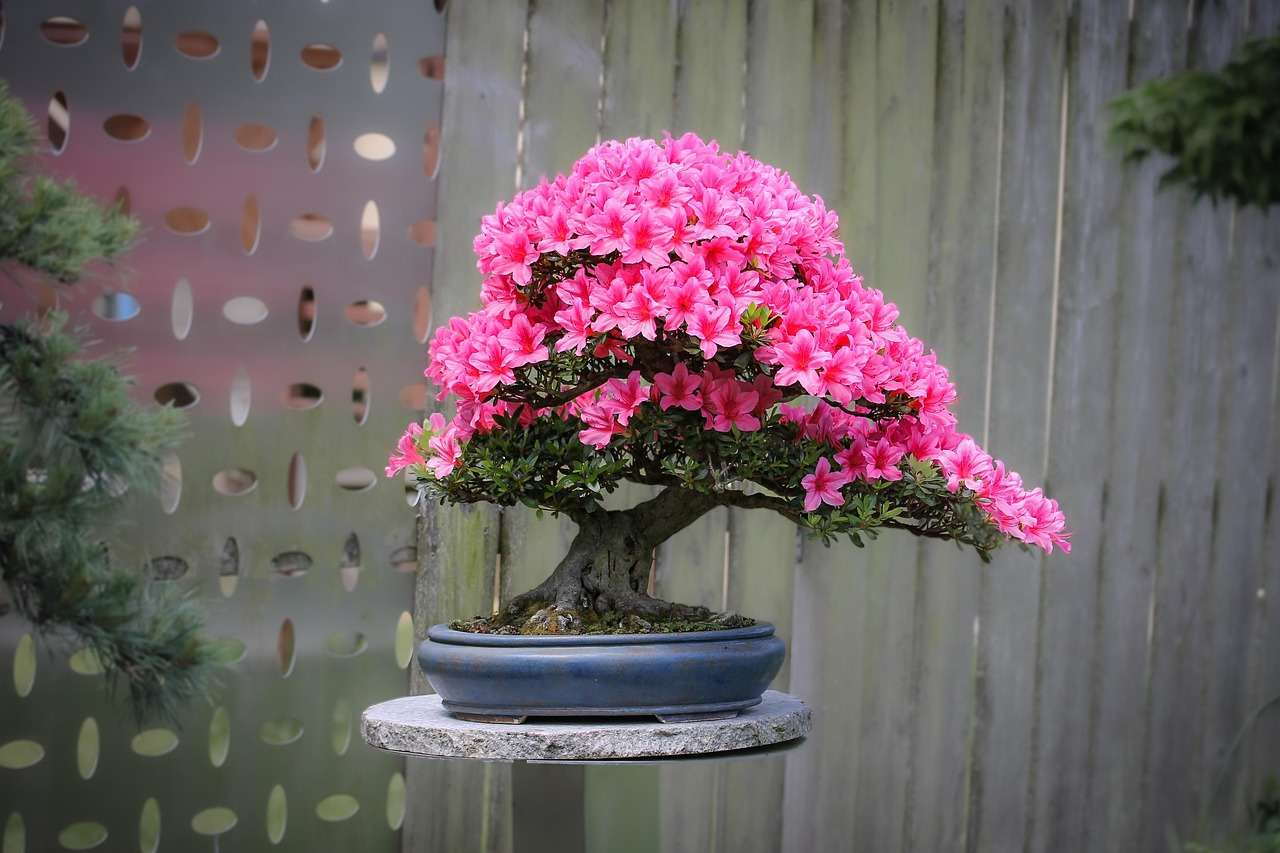 azalea, bonsai, pots, wood, flowers, pink flowers, Best bonsai Care Guides flower, background, japanese garden, beautiful flowers, rhododendrons, bloom, blossom, plant, decorative, bonsai, bonsai, nature, bonsai, FAQ, Best, Bonsai,