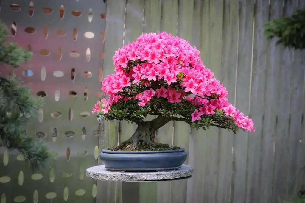 Bonsai tree care for beginners, Bonsai pots, bonsai tree care, Pink Azalea, best bonsai guide, bonsai tree care, bonsai for beginners, how to grow a bonsai tree, bonsai tree guide, beginner bonsai trees, how to start bonsai