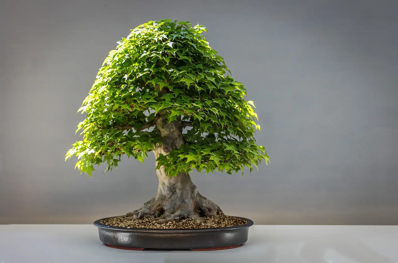 bonsai, gardening, japanese maple, maple, exhibition, Best bonsai Care Guides Home hobby, leisure, flora, plant, bonsai, bonsai, nature, bonsai, bonsai, bonsai, 5, beginner, species