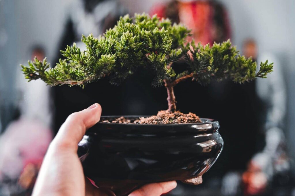 first store bought bonsai beginners hub Best bonsai Care Guides Home Australian Bonsai Trees