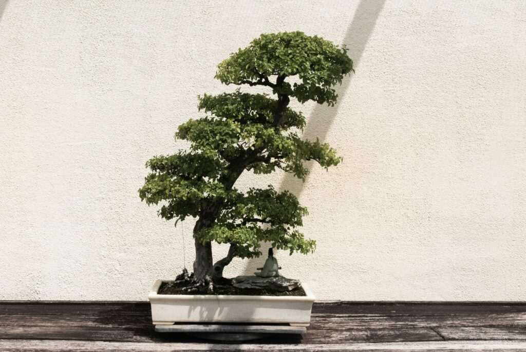 Bonsai Rule of 3 A beautifully shaped bonsai tree in a white ceramic pot against a neutral background.
