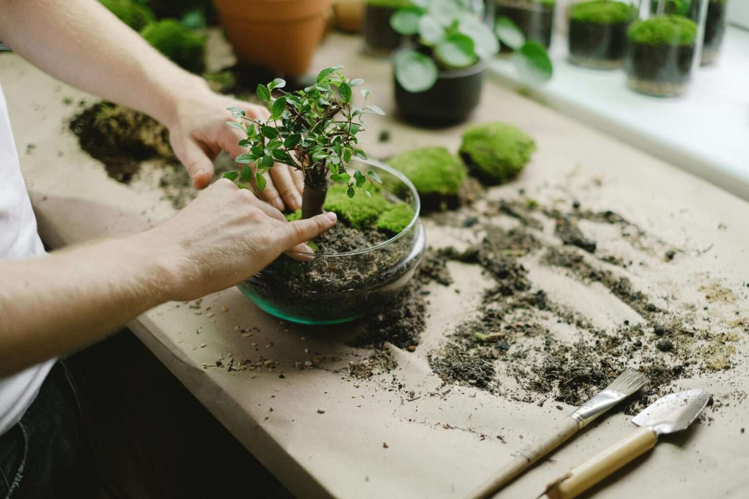 beginner, mistakes, How to grow a bonsai tree Ultimate, beginners bonsai, tree care, guide Best bonsai Care Guides Home