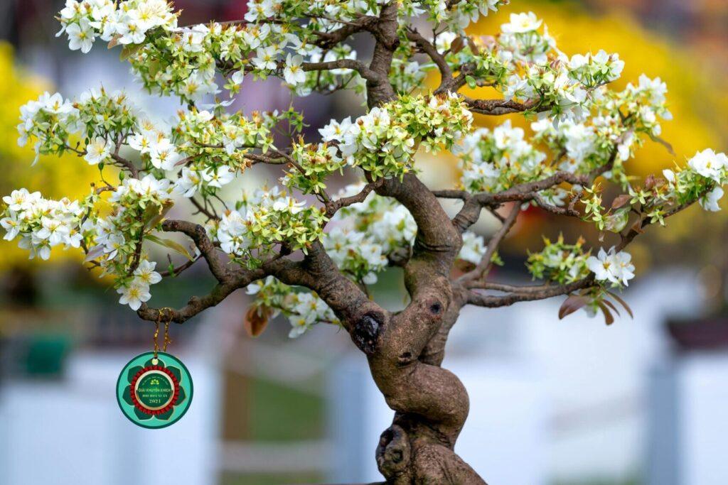 Rule of 3 bonsai, pruning, basics beginners guide home, how to prune a bonsai tree