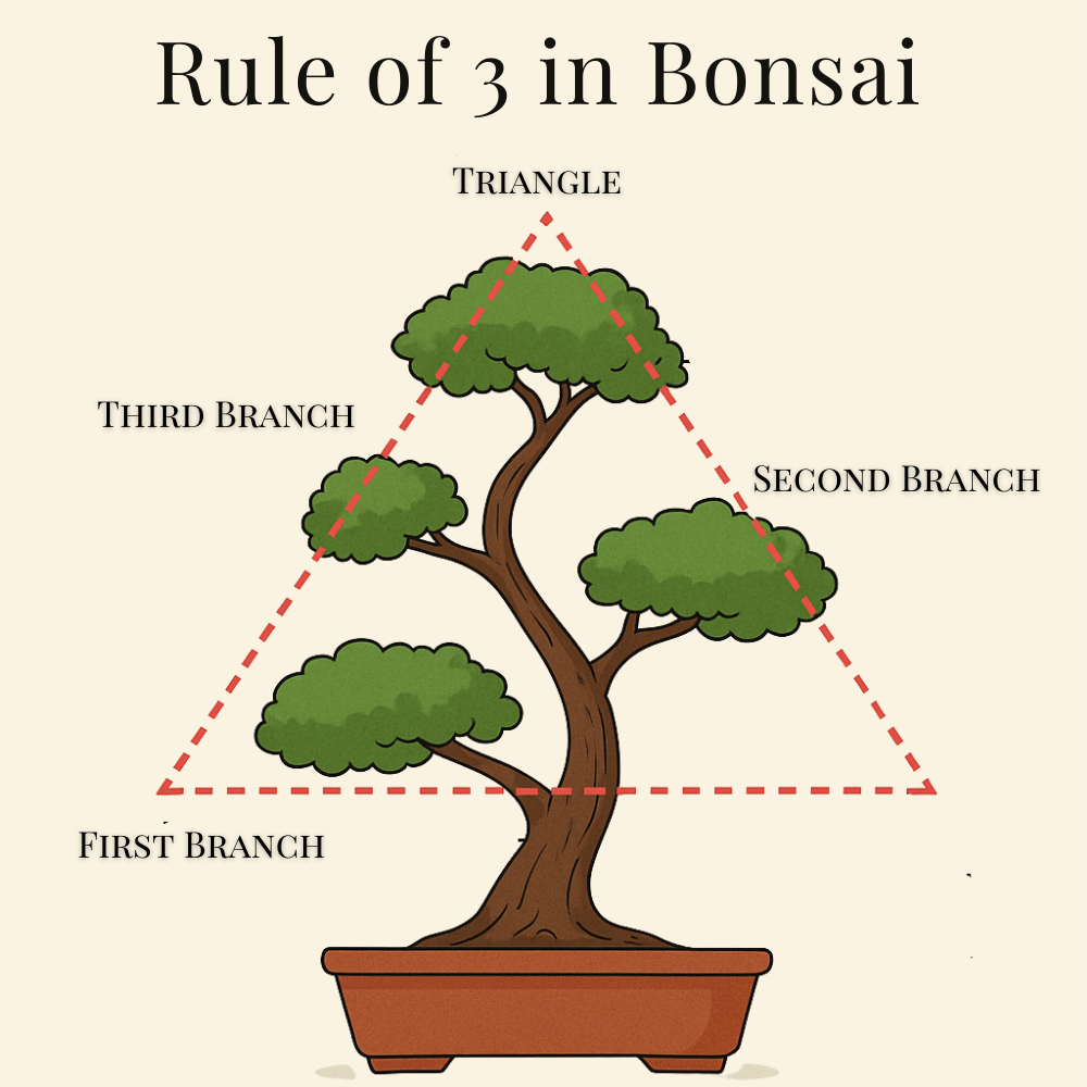 Rule of 3 in bonsai design showing branch placement forming a triangle.