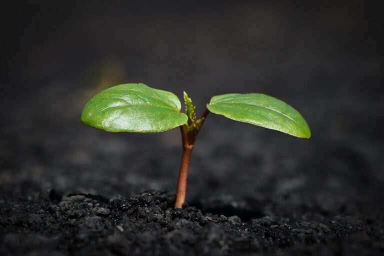Bonsai tree care plant, nature, growth, botany, leaves, soil, earth, mother nature, nature, growth, growth, growth, soil, soil, soil, soil, soil, earth, earth, earth, earth