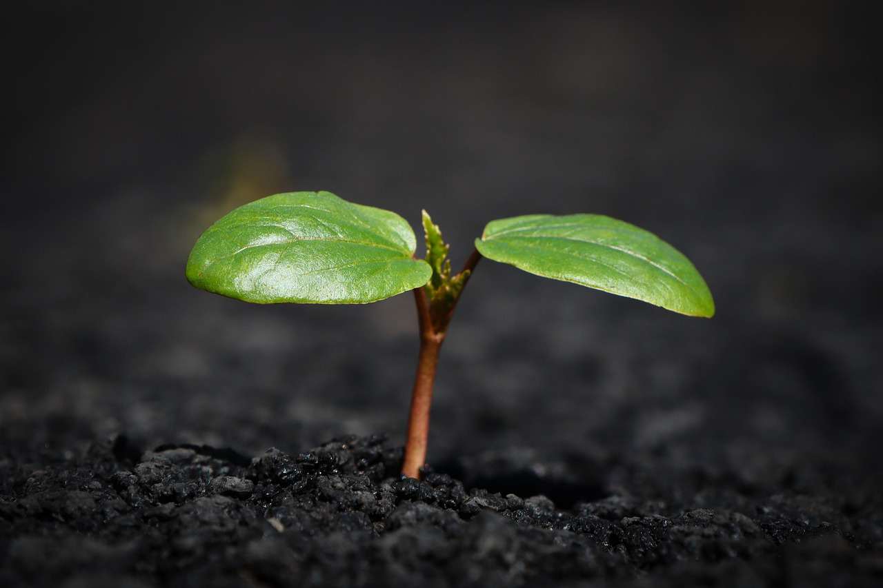 Bonsai tree care plant, nature, growth, botany, leaves, soil, earth, mother nature, nature, growth, growth, growth, soil, soil, soil, soil, soil, earth, earth, earth, earth
