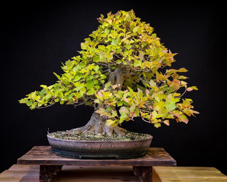 Indoor Bonsai Trees, bonsai, plane tree, lomb, wood, leaves, japan, japanese culture, plant, green, exhibition, foliage, autumn, ceramic