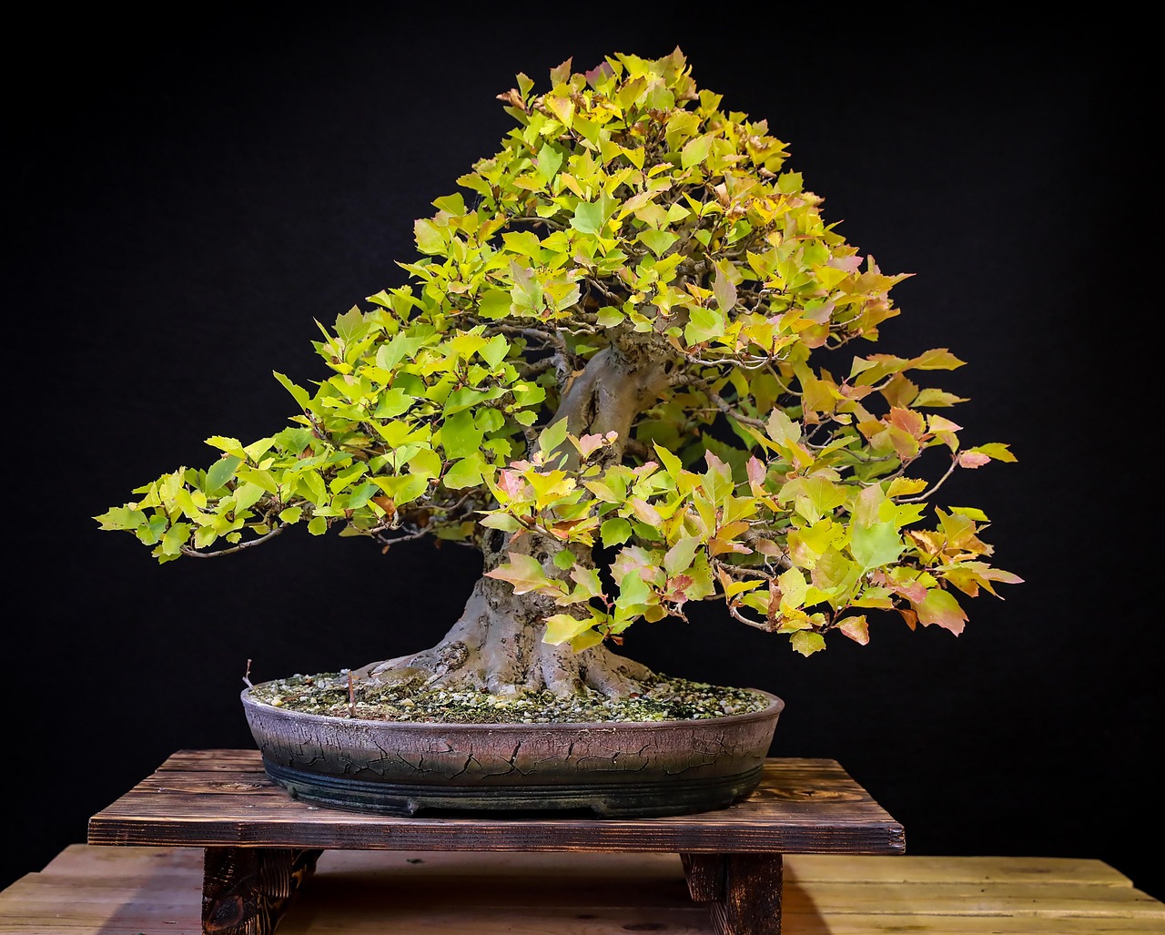Best bonsai trees for indoors, Indoor Bonsai Trees, bonsai, plane tree, lomb, wood, leaves, japan, japanese culture, plant, green, exhibition, foliage, autumn, ceramic