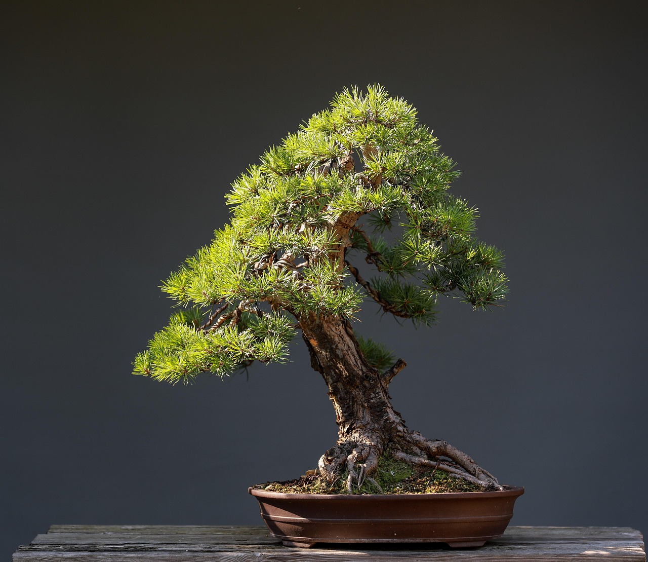 bonsai, pine bonsai, tree, evergreen, nature, coniferous, japan, plant, hobby, art, flora, horticulture