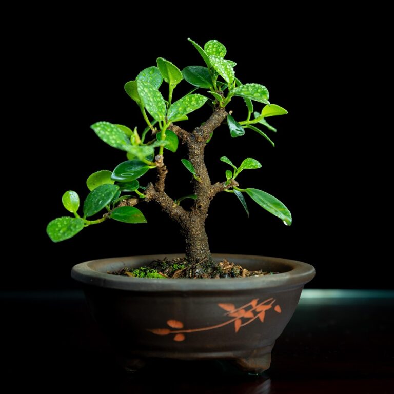 bonsai, nature, tree, gardening, forest, environment, pot, buying first bonsai