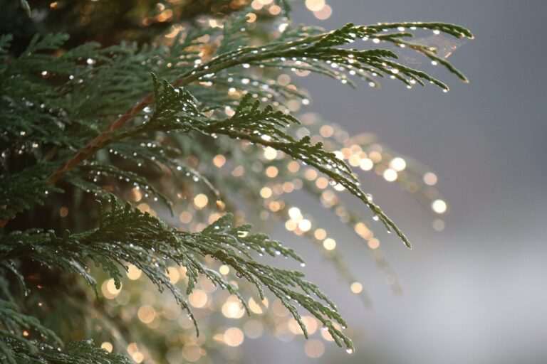 Juniper Bonsai Care guide nature, summer, drops, water, plant, light, bokeh, iridescent