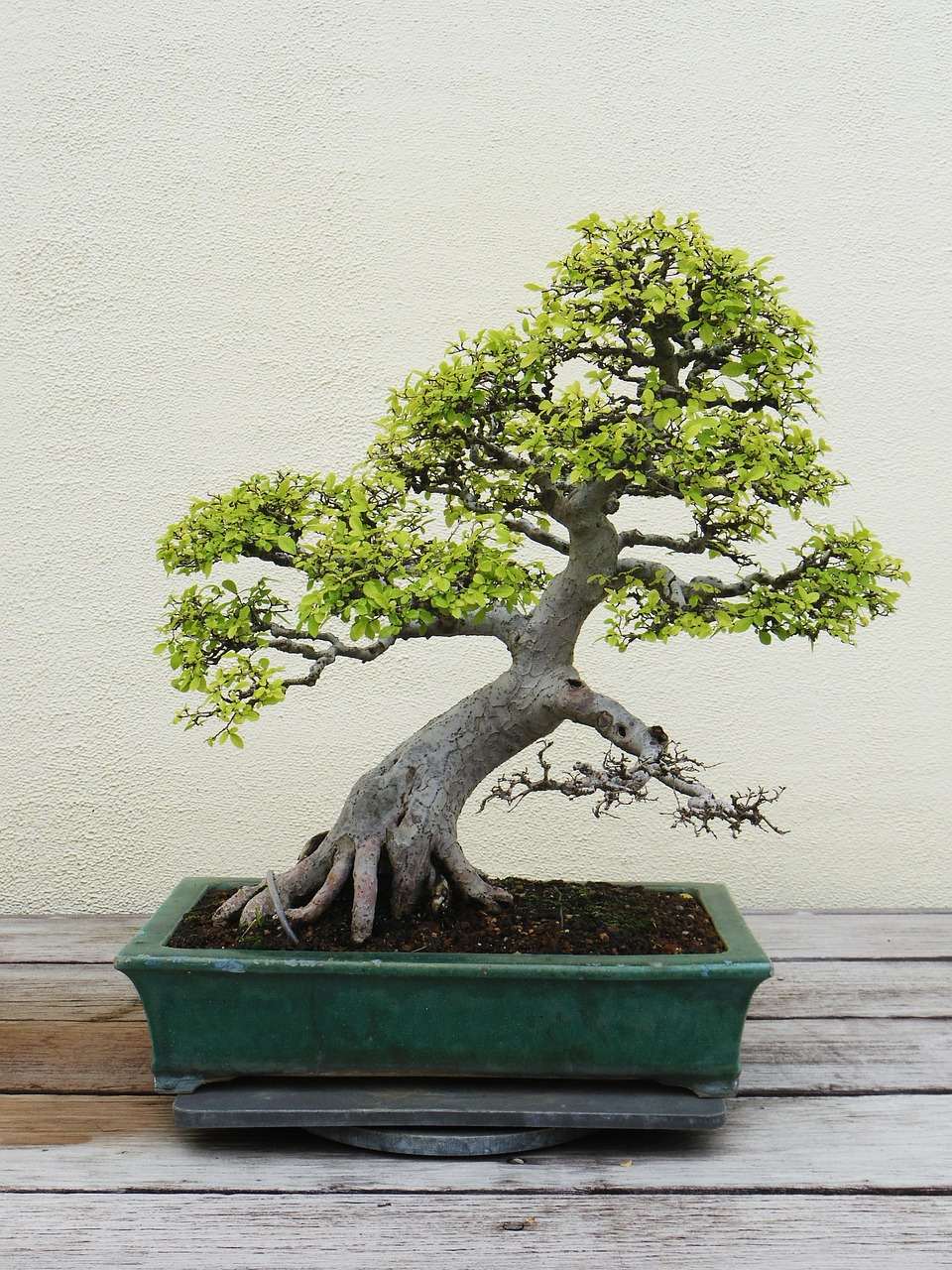 tree, plant, nature, green, environment, eco, grow, small, japanese, growth, japan, leaves, miniature, garden, botany, ecology, zen, minimalist, pot, leaf, earth, hand, bonsai, bonsai, bonsai, bonsai, bonsai, japan, bonsai tree care, bonsai for beginners, how to grow a bonsai tree, bonsai tree guide, beginner bonsai trees, how to start bonsai