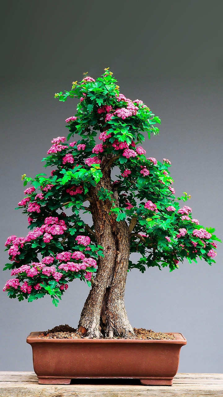 bonsai, tree, flowers, leaves, flower wallpaper, foliage, nature, flora, flower background, botany, pot, beautiful flowers, decorative, decoration
