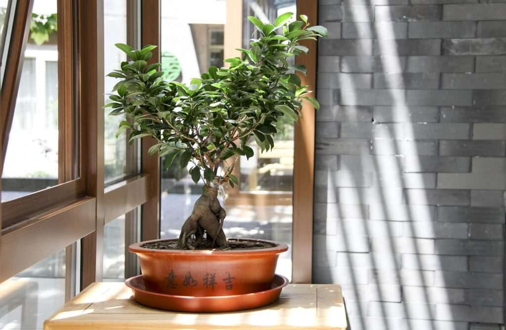 best indoor bonsai trees for beginners, Bonsai tree care for beginners, Types of Bonsai Trees, Choose Your First Bonsai Tree, bonsai tree care, best bonsai guide, nature, tree, green plants, sunshine, window, light, bonsai tree care, bonsai for beginners, how to grow a bonsai tree, bonsai tree guide, beginner bonsai trees, how to start bonsai