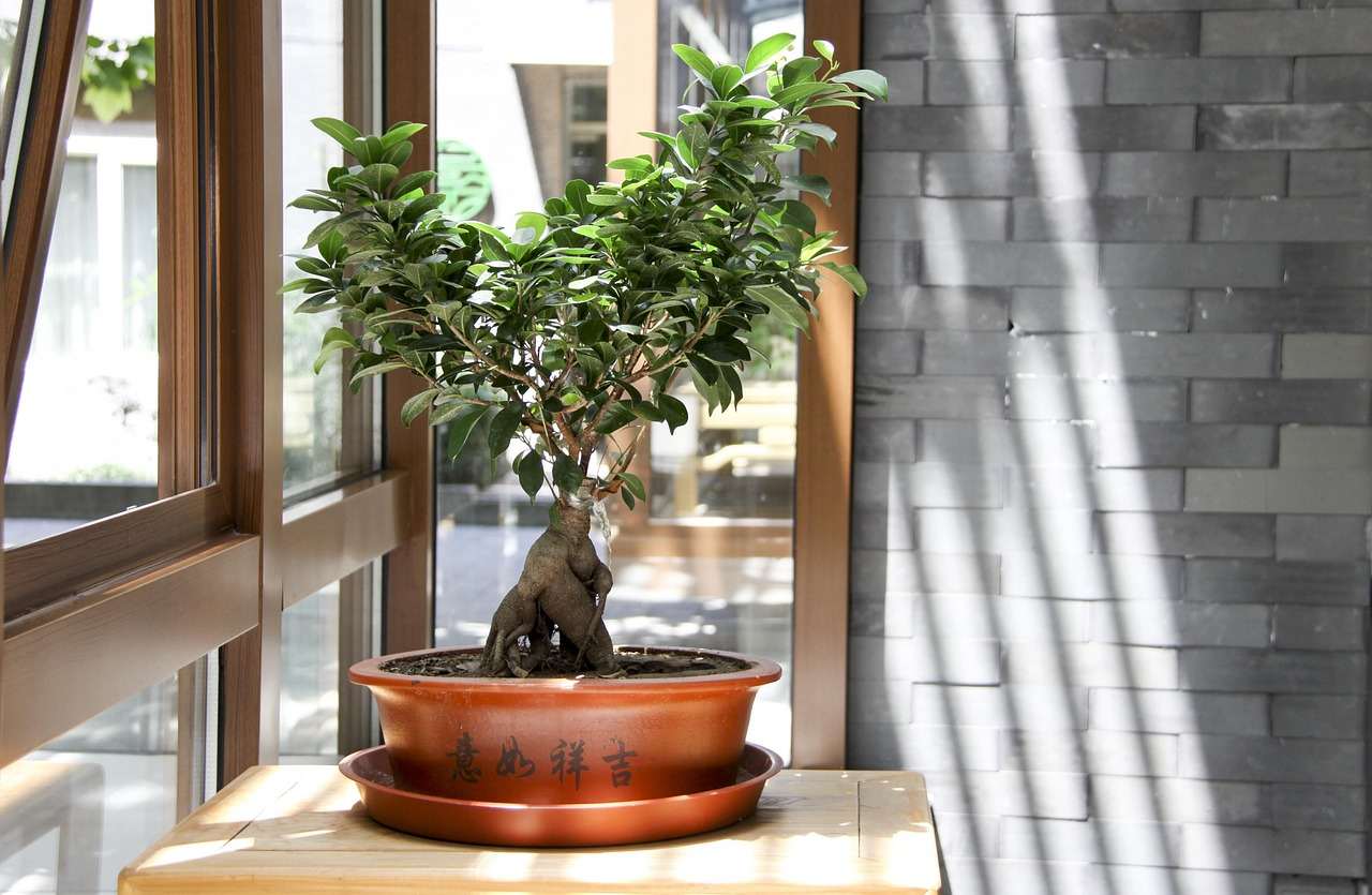 best bonsai guide, nature, tree, green plants, sunshine, window, light, bonsai tree care, bonsai for beginners, how to grow a bonsai tree, bonsai tree guide, beginner bonsai trees, how to start bonsai