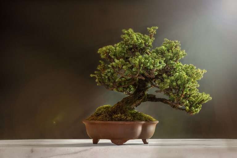 Care bonsai, plant, pot, tree, nature, leaves, bonsai tree, decorative
