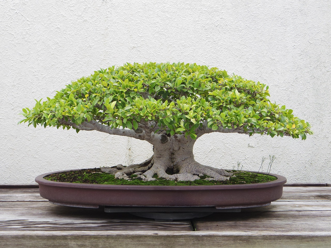 bonsai, tree, plant, nature, green, environment, eco, grow, small, japanese, growth, japan, leaves, miniature, garden, botany, ecology, zen, minimalist, pot, leaf, earth, hand, bonsai, bonsai, bonsai, bonsai, bonsai, bonsai tree care, bonsai for beginners, how to grow a bonsai tree, bonsai tree guide, beginner bonsai trees, how to start bonsai