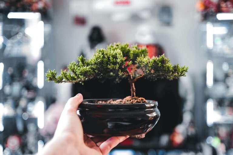 Beginner bonsai Juniper Bonsai Tree Care A close-up of a hand holding a miniature bonsai tree in a black pot indoors, with a blurred background.